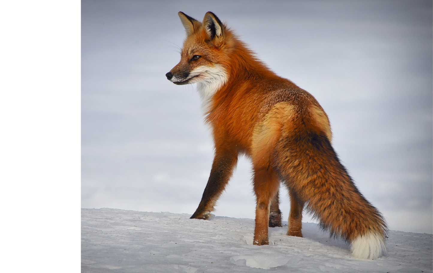 Red Fox Cross Stitch