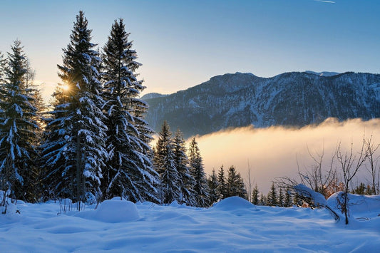 Forest Reflection Cross Stitch